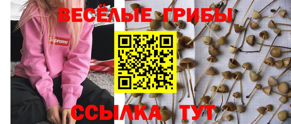 Химки  как найти закладки  Вход с VPN  Псилоцибиновые грибы MAGIC MUSHROOMS 